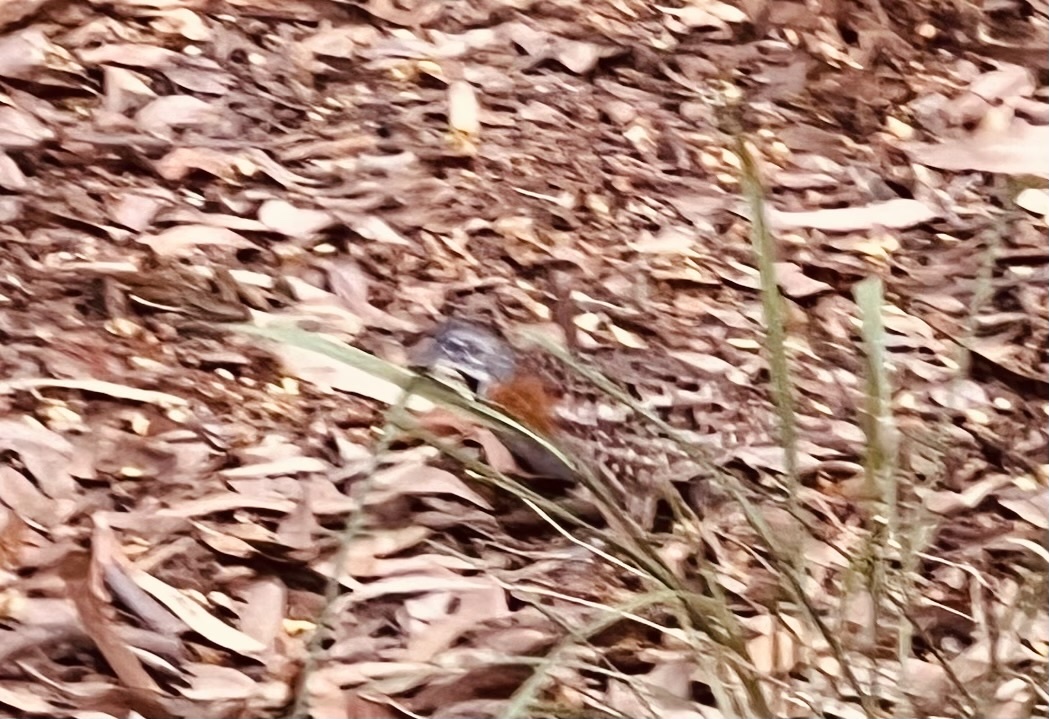 Madagascar Buttonquail (Turnix nigricollis), photo 8