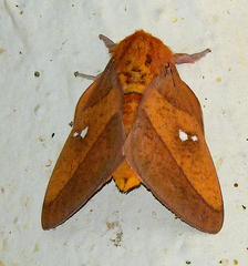 Syssphinx blanchardi