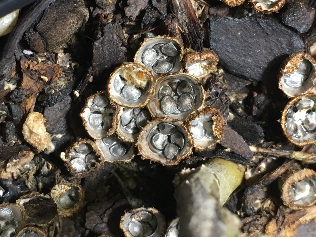 dungloving bird's nest fungus in July 2019 by Kai Joaquin. In the pot with a mallow I dug up
