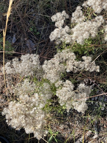 Image of Eupatorium linearifolium by no rights reserved