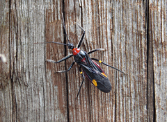 Graptocleptes bicolor