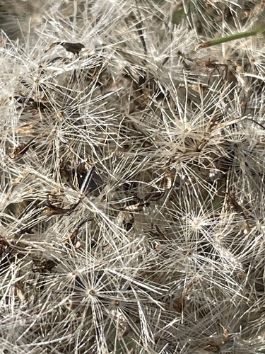 Image of Eupatorium linearifolium by no rights reserved