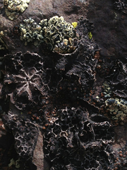 Umbilicaria krascheninnikovii