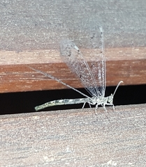 Neuroleon egenus