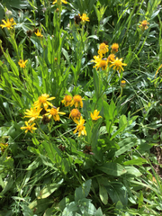 Senecio amplectens