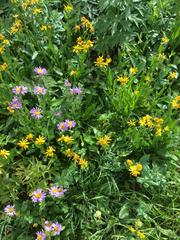 Senecio amplectens