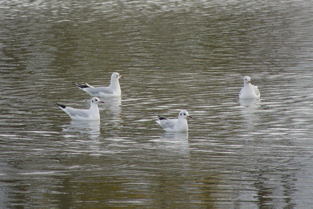 붉은부리갈매기 from 751 01 Tovačov, Česko on 2024년 11월... Marek · iNaturalist 붉은부리갈매기 (Chroicocephalus ridibundus)