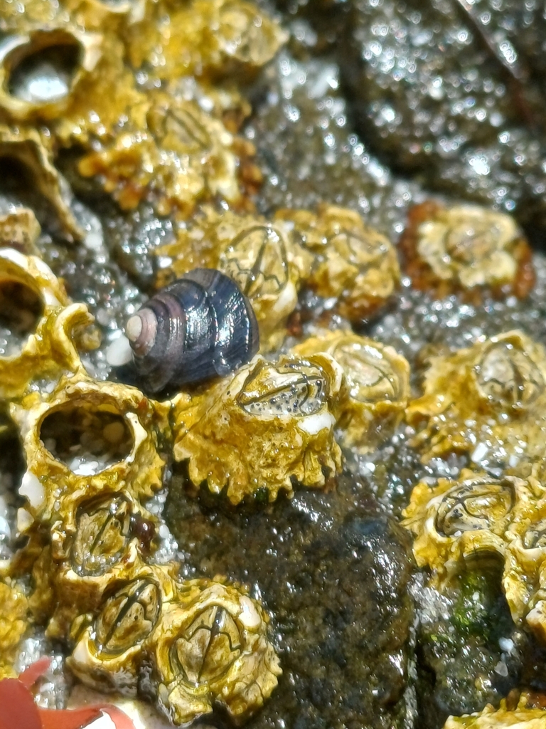 Tegula luctuosa
