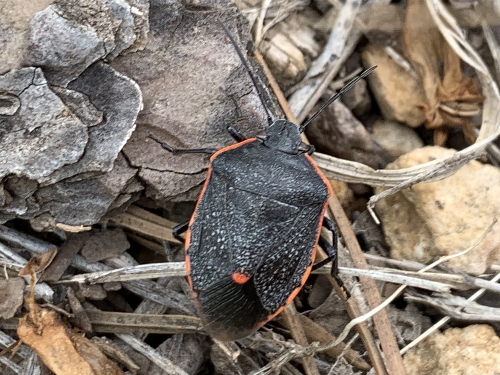 Conchuela Bug