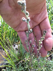 Artemisia scopulorum