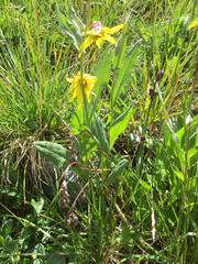 Senecio amplectens
