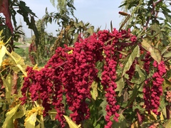 Chenopodium formosanum