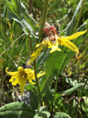 Senecio amplectens