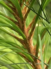Pinus pseudostrobus