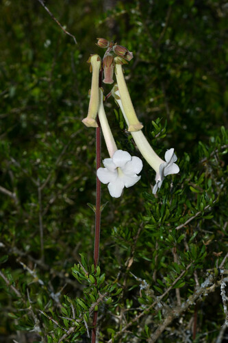 Foto de Cipó-de-são-joão