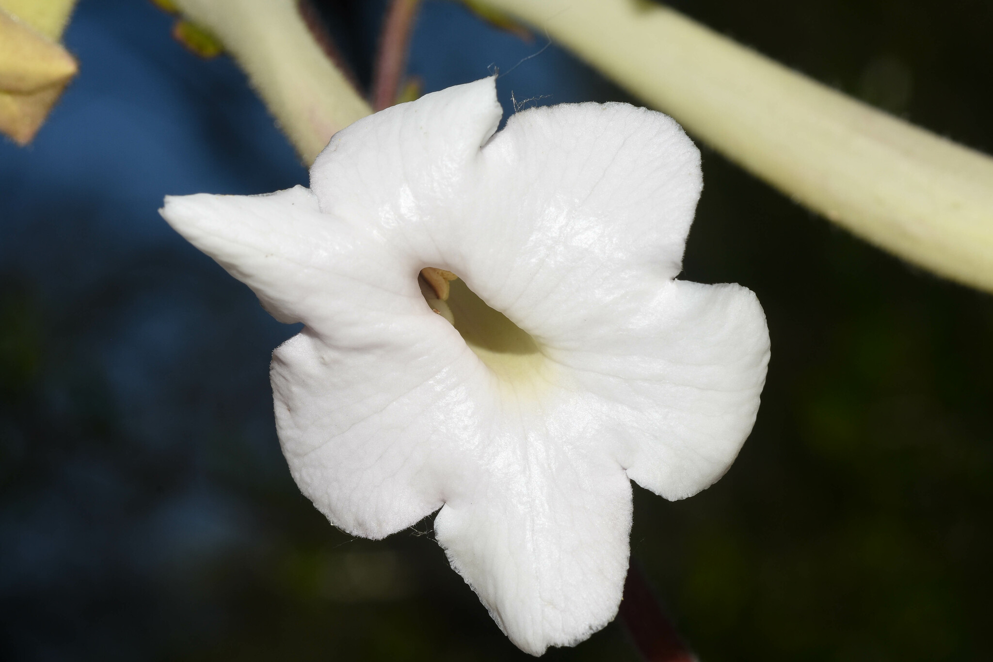 Imagem de Cipó-de-são-joão