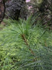 Pinus pseudostrobus
