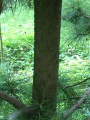 Pinus pseudostrobus