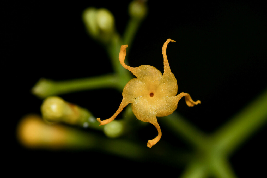 Condylocarpinae