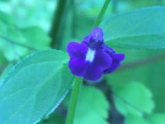 Scutellaria dumetorum
