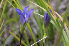 Gentiana setigera
