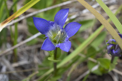 Gentiana setigera