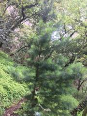 Pinus pseudostrobus