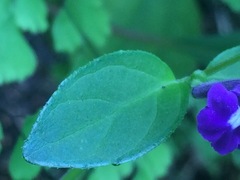 Scutellaria dumetorum