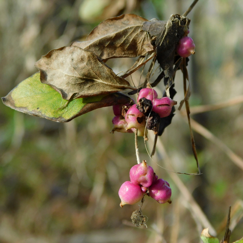 Symphoricarpos orbiculatus