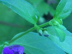 Scutellaria dumetorum