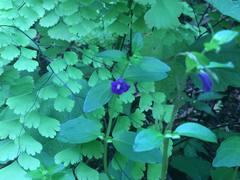 Scutellaria dumetorum