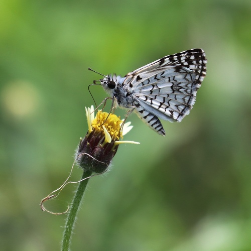 Tropical Checkered-Skipper