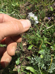 Erigeron melanocephalus