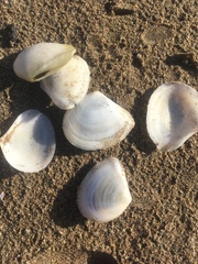 Macomona liliana