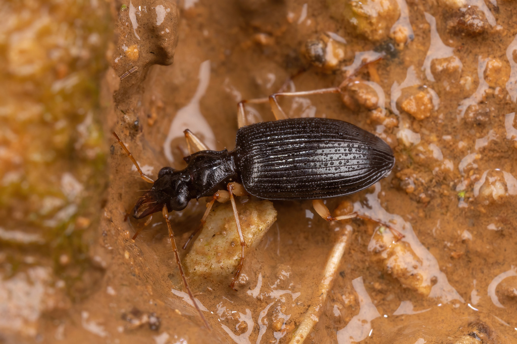 Onycholabis pendulangulus