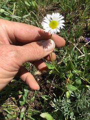 Erigeron melanocephalus
