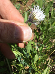 Erigeron melanocephalus