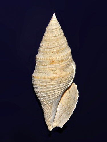 Representative image of Borsoniidae