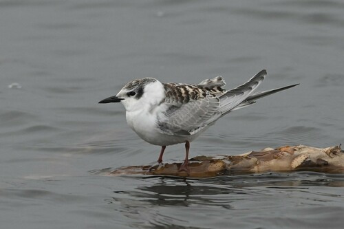 Foto de Whiskered Tern