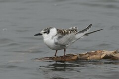 Whiskered Tern photo 4
