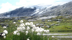 Eriophorum scheuchzeri
