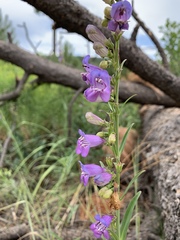 Penstemon neomexicanus