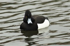Aythya fuligula