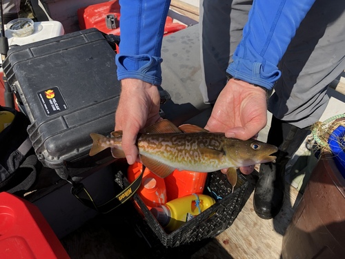 Greenland Cod