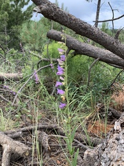 Penstemon neomexicanus