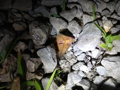 Syssphinx bisecta