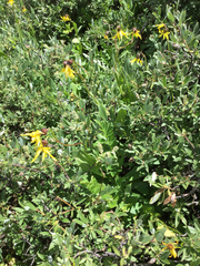 Senecio amplectens