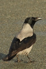 Corvus cornix