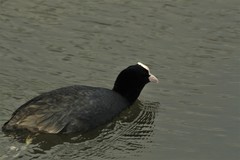 Fulica atra