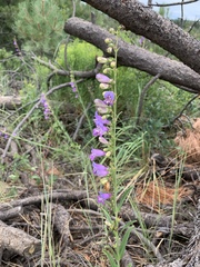 Penstemon neomexicanus